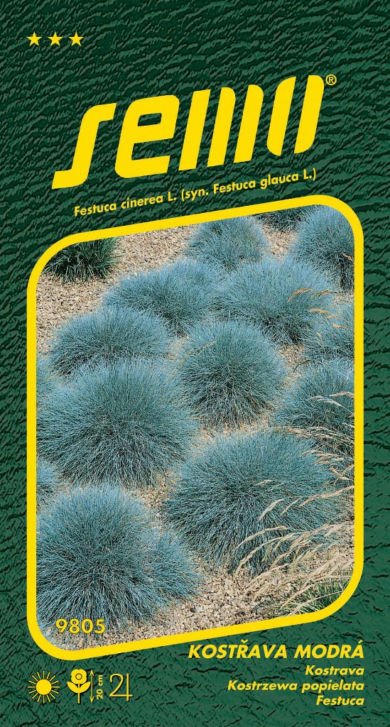 Osivo trvalek - Kostřava modrá Varna
