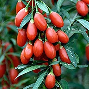 Rostliny - Kustovnice čínská 'Goji Berry' květináč 2,5 litru, výška 20/30cm, keř