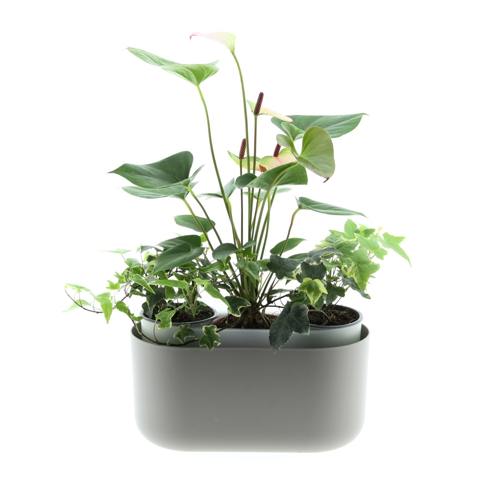 Kvetoucí harmonie truhlík Tolita 31cm-0