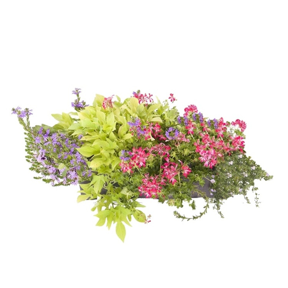 Osázené truhlíky - Léto bez starostí