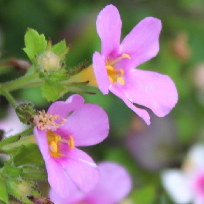 Léto bez starostí-0