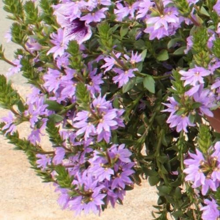 Léto bez starostí-3