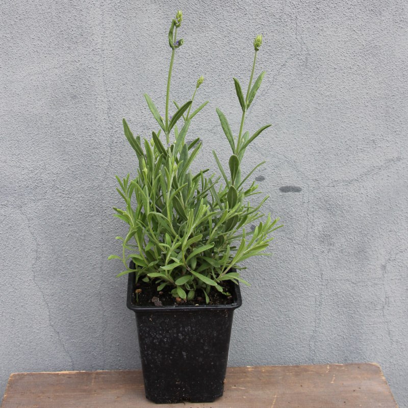 Trvalky - Levandule úzkolistá 'Ellagance Purple' 9 cm