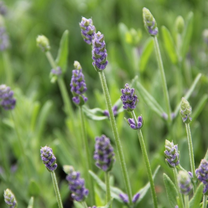 Levandule úzkolistá 'Ellagance Purple' 9 cm-0