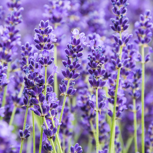 Trvalky - Levandule úzkolistá 'Hidcote Blue Strain' 9cm