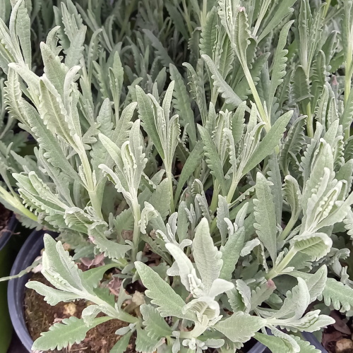 Nádobové květiny - Levandule zoubkatá 18cm