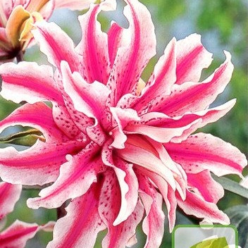 Rostliny - Lilie 'Magic Star' 1ks