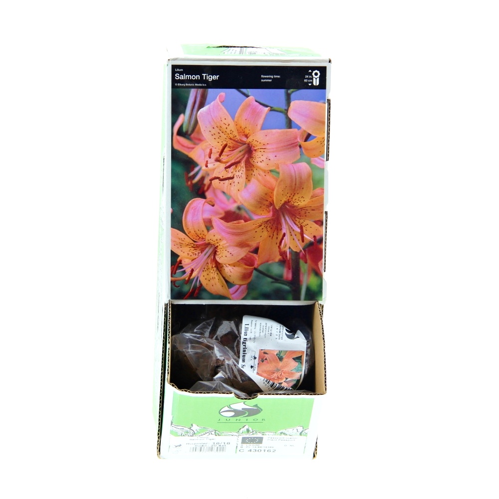 Lilie - Lilie 'Salmon Tiger' 1ks