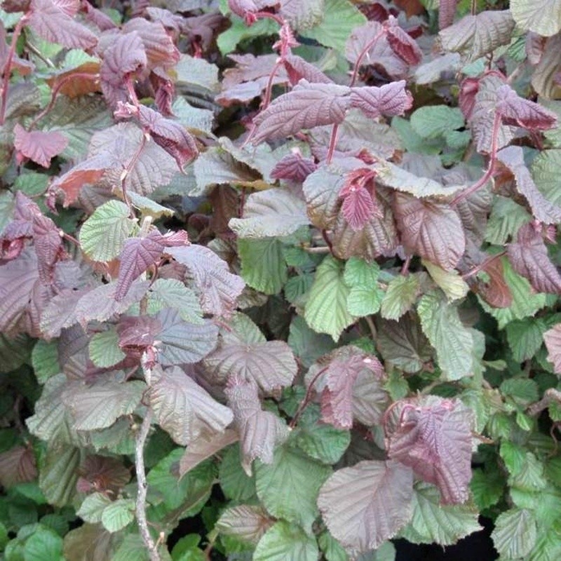 Rostliny - Líska obecná 'Red majestic' výška 100/125cm, květináč 18 litrů