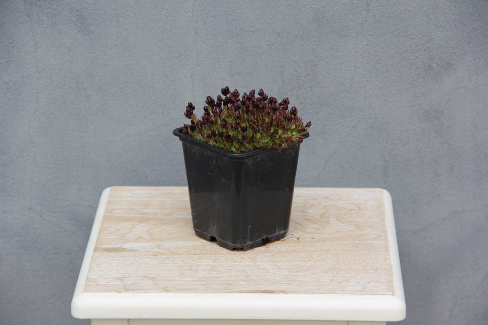 Lomikámen Arendsův 'Highlander Red' 9cm-0