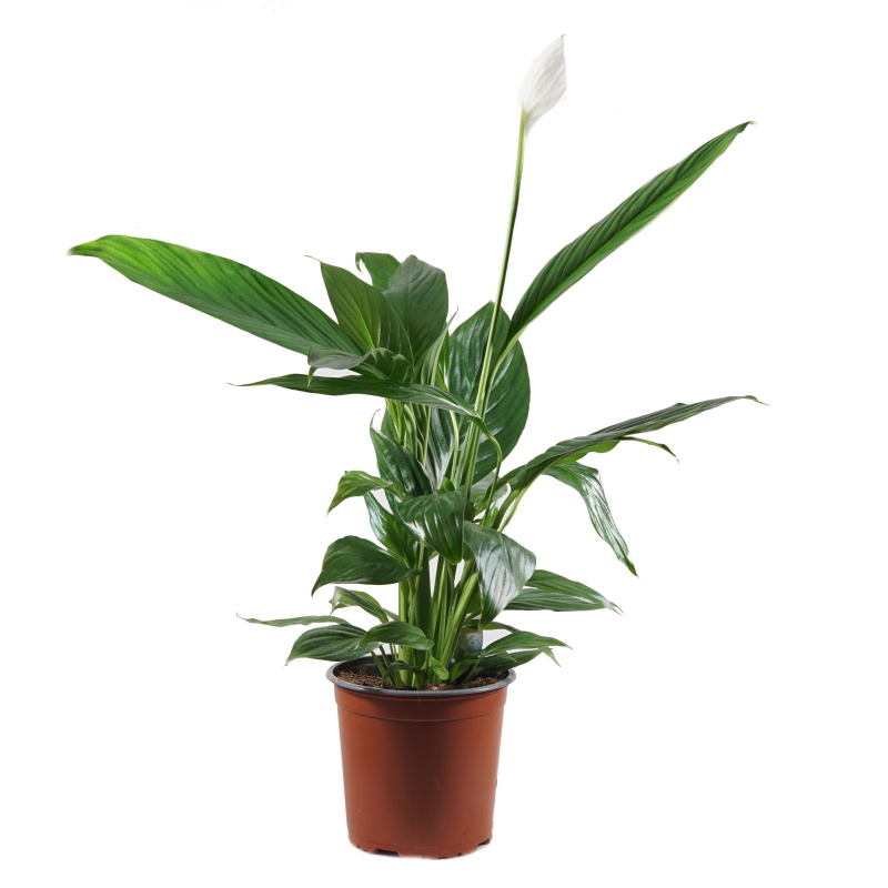Pokojové rostliny okrasné květem - Lopatkovec květináč 14cm