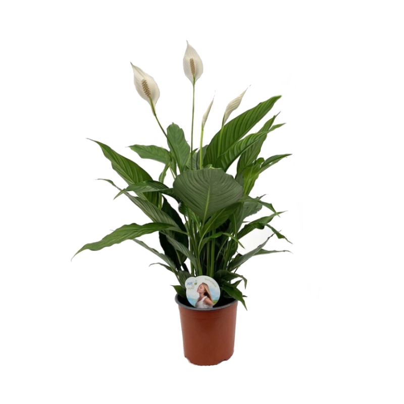 Pokojové rostliny okrasné květem - Lopatkovec květináč 19cm