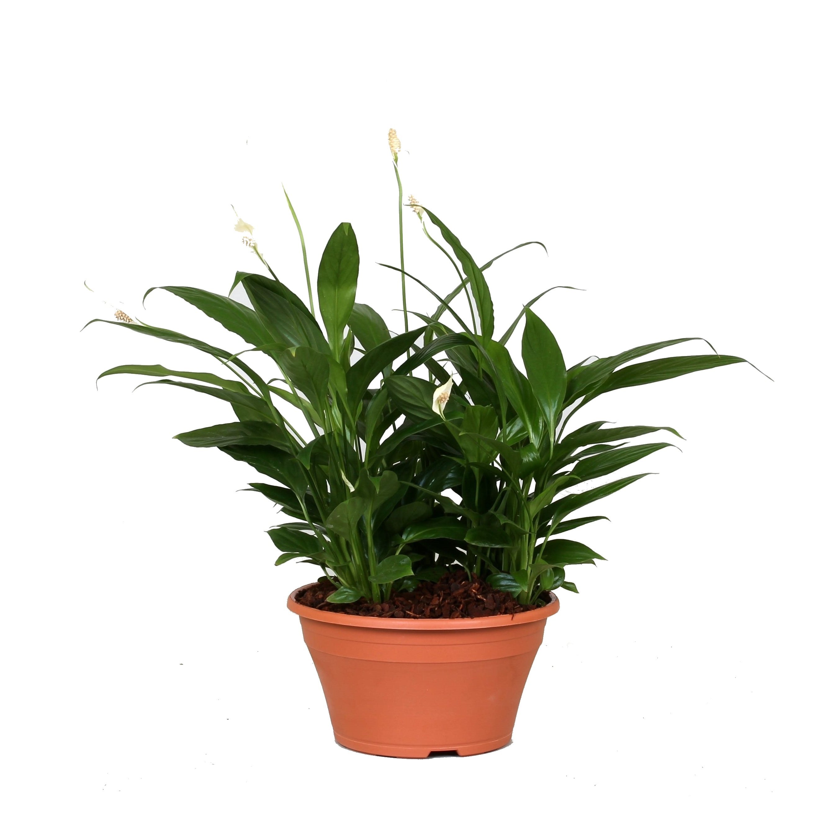 Pokojové rostliny okrasné květem - Lopatkovec miska 23cm