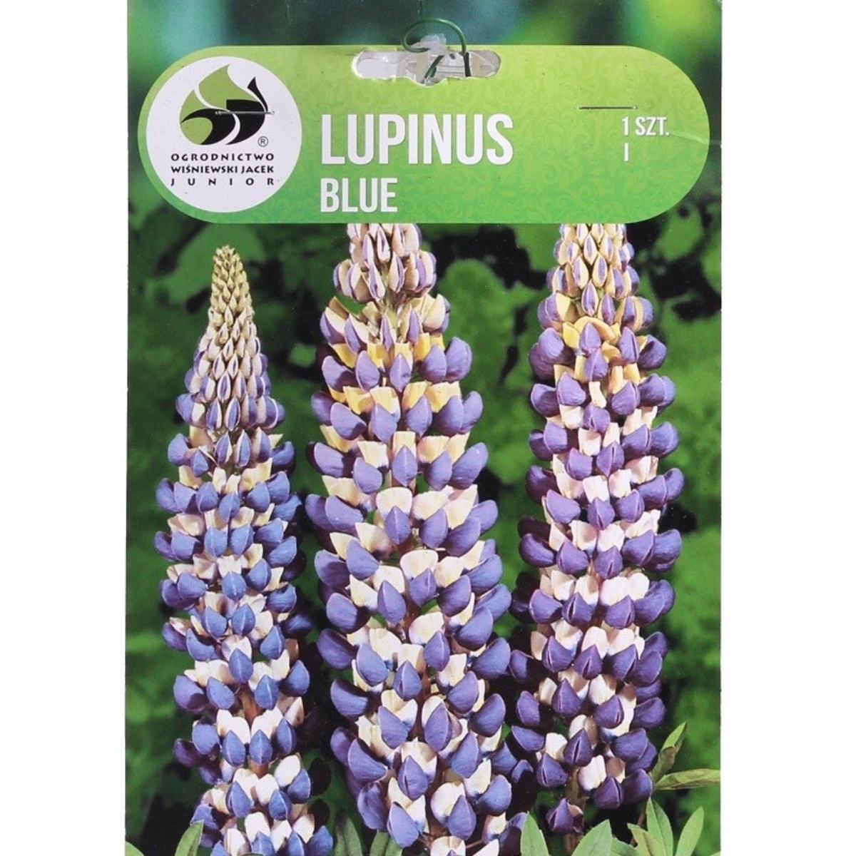 Ostatní jarní cibuloviny - Lupina Blue 1ks