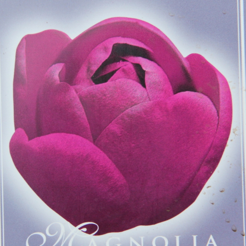 Rostliny - Magnolie 'Black Tulip' květináč 5 litrů, výška 40/60cm, keř