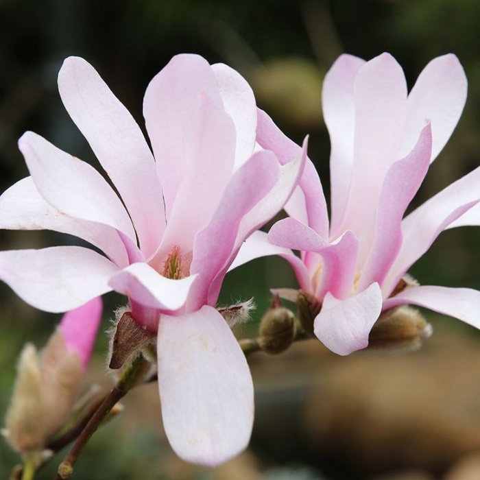 Rostliny - Magnolie Loebnerova Leonard Messel květináč 10 litrů, výška 80/100cm, keř