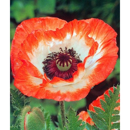 Ostatní jarní cibuloviny - Mák východní 'Orange Picotee' 1ks