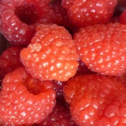 Rostliny - Maliník 'Glen Ample' 3,4 litru JEDNOUPLODÍCÍ