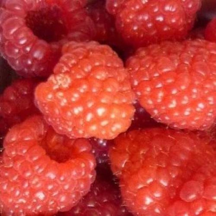 Rostliny - Maliník 'Glen Ample' květináč 1,6 litru, vyvazovaný