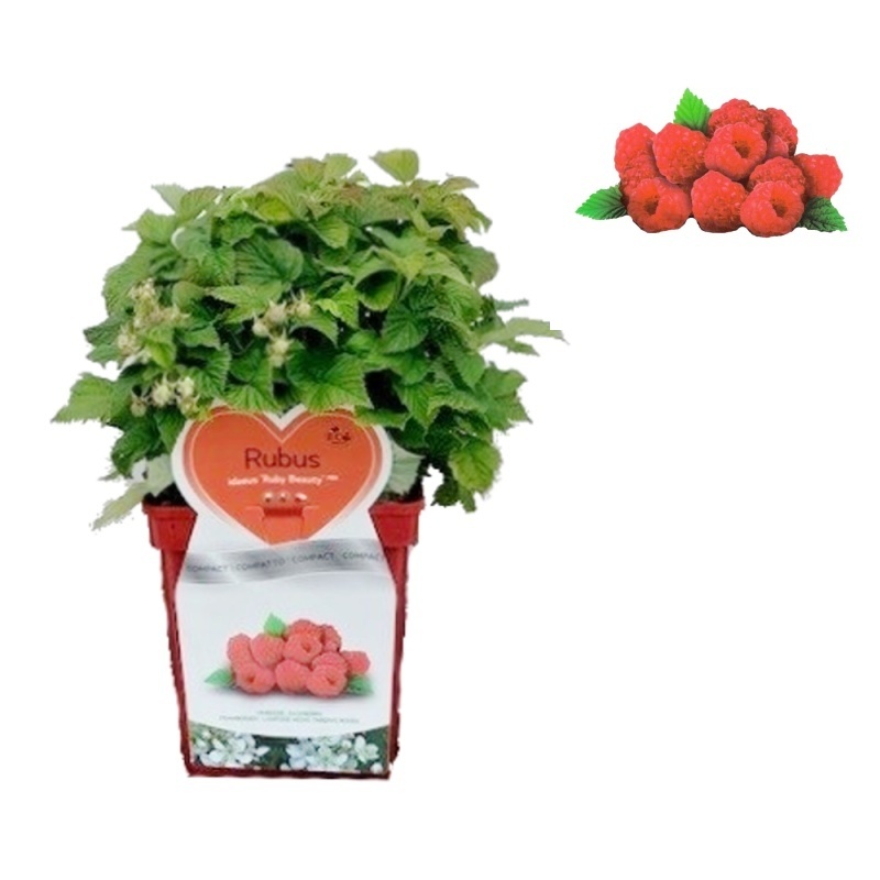 Rostliny - Maliník 'Ruby Beauty®' květináč 5 litrů, REMONTANTNÍ