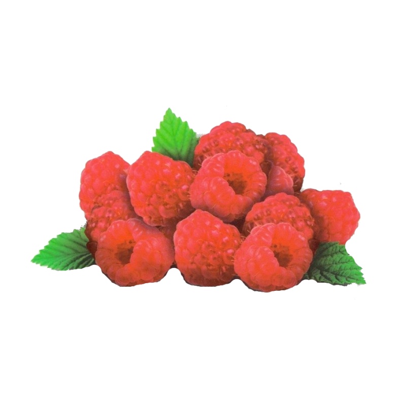 Maliník 'Ruby Beauty®' květináč 5 litrů, REMONTANTNÍ-0