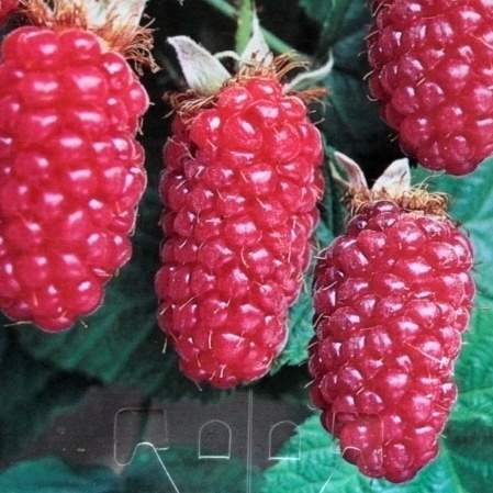 Rostliny - Malinoostružiník Tayberry Buckingham květináč 2 litry, JEDNOUPLODÍCÍ