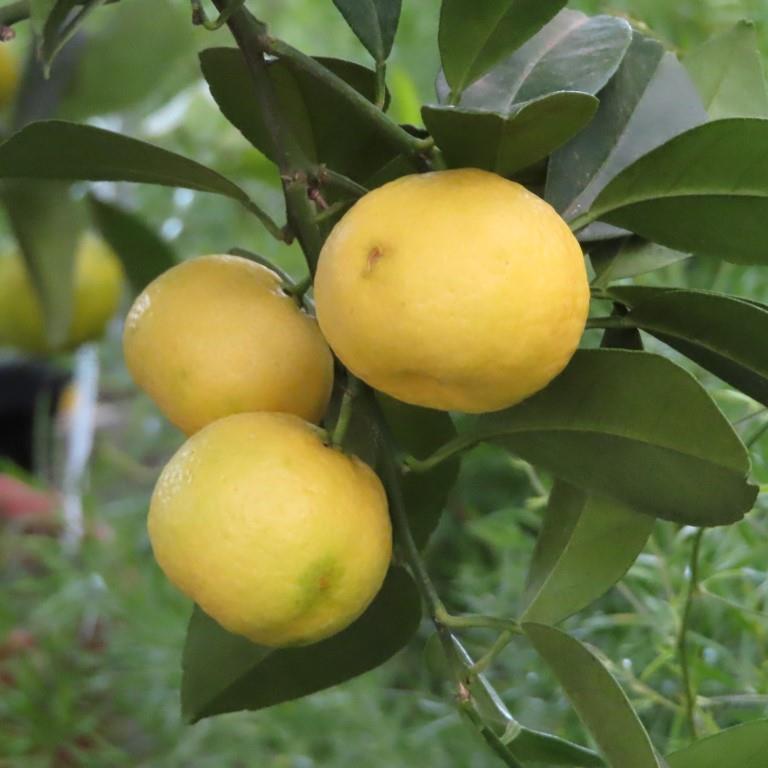 Rostliny - Mandarinka 70/90cm