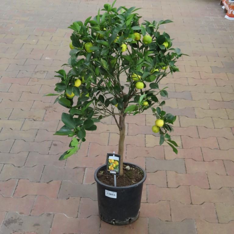 Mandarinka 70/90cm-0