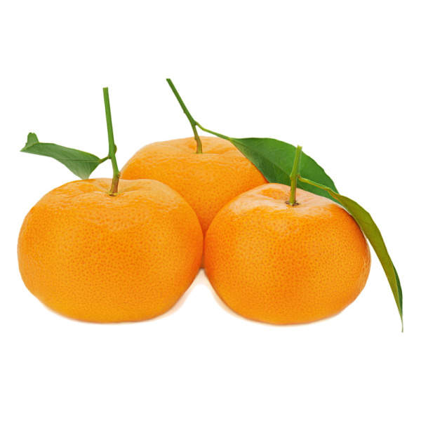 Nádobové květiny - Mandarinka mini kmínek, 5 litrů