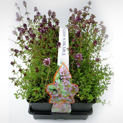 Rostliny - Mateřídouška obecná 6pack