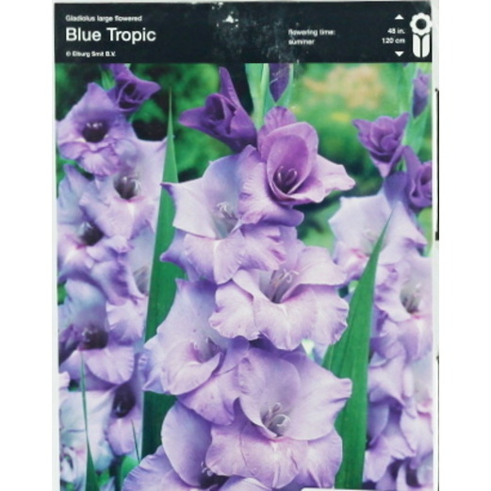 Mečíky - Mečík Blue Tropic 5ks