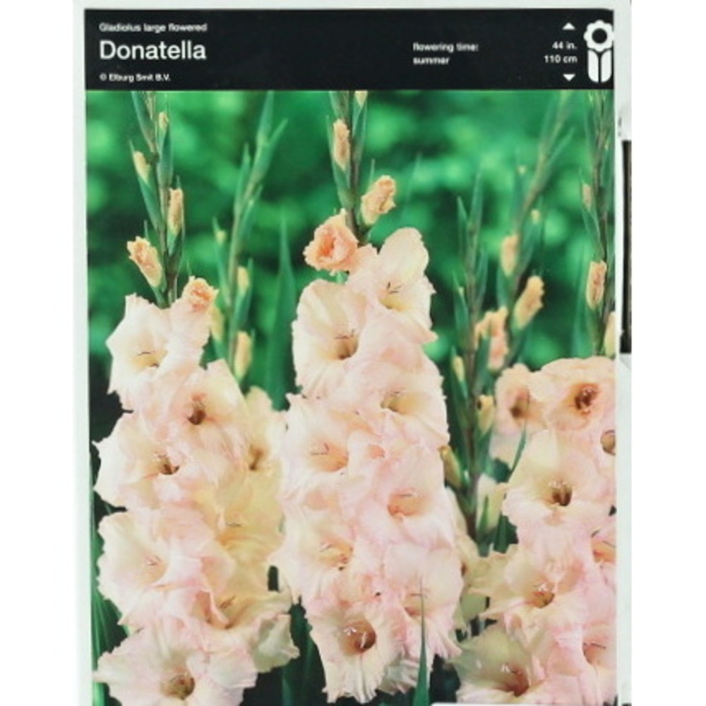 Mečíky - Mečík 'Donatella' 5ks