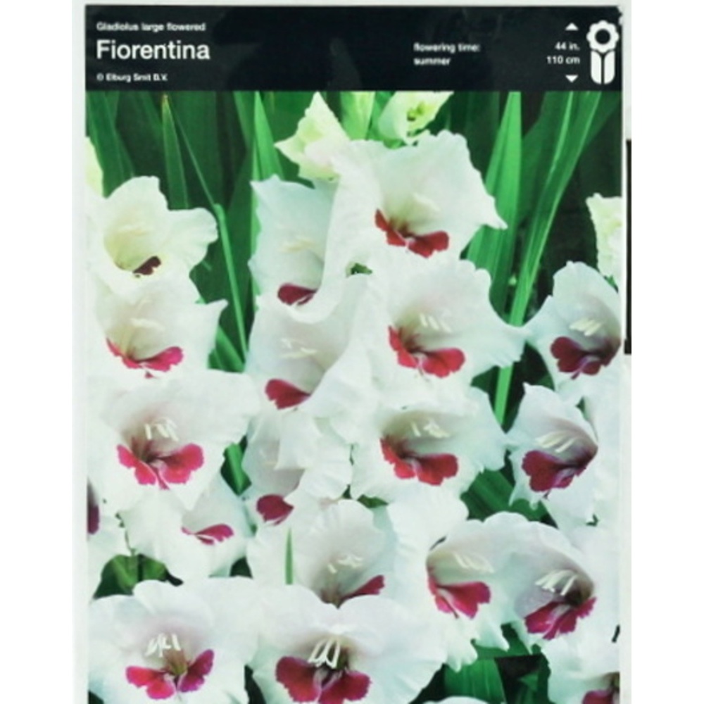 Mečíky - Mečík 'Fiorentina' 5ks