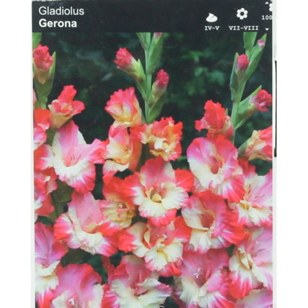 Mečíky - Mečík 'Gerona' 5ks