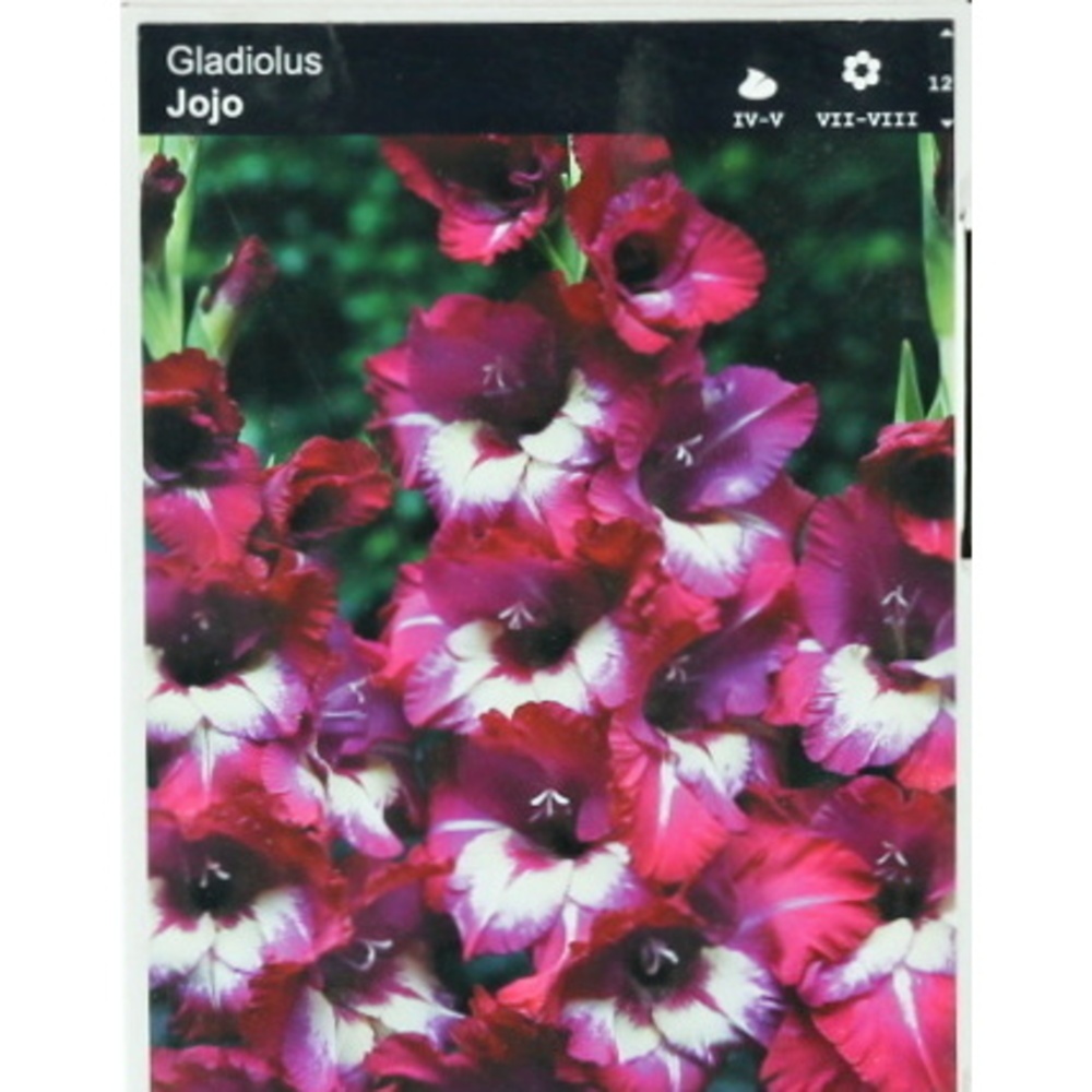 Mečíky - Mečík 'Jo Jo' 5ks