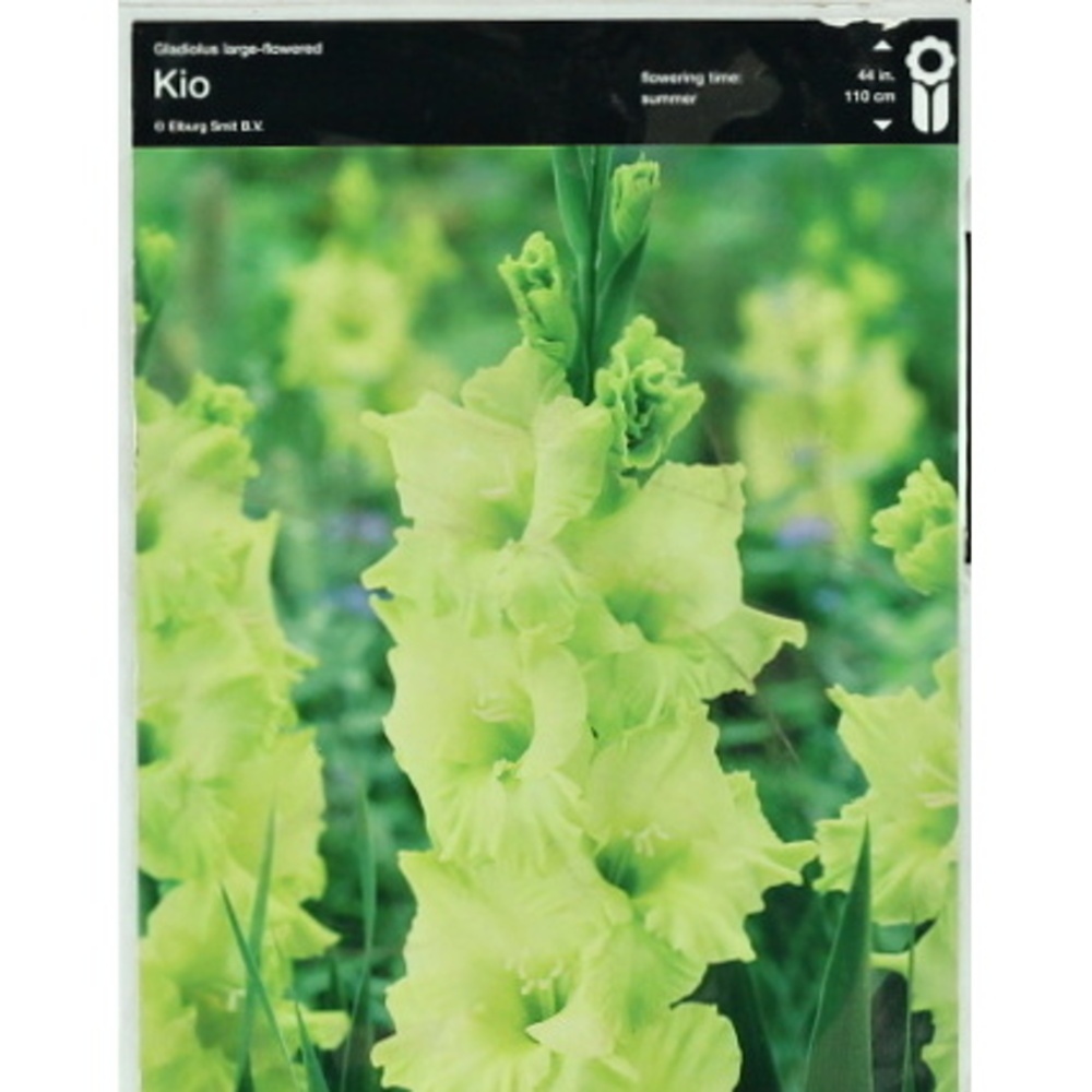 Mečíky - Mečík 'Kio' 5ks