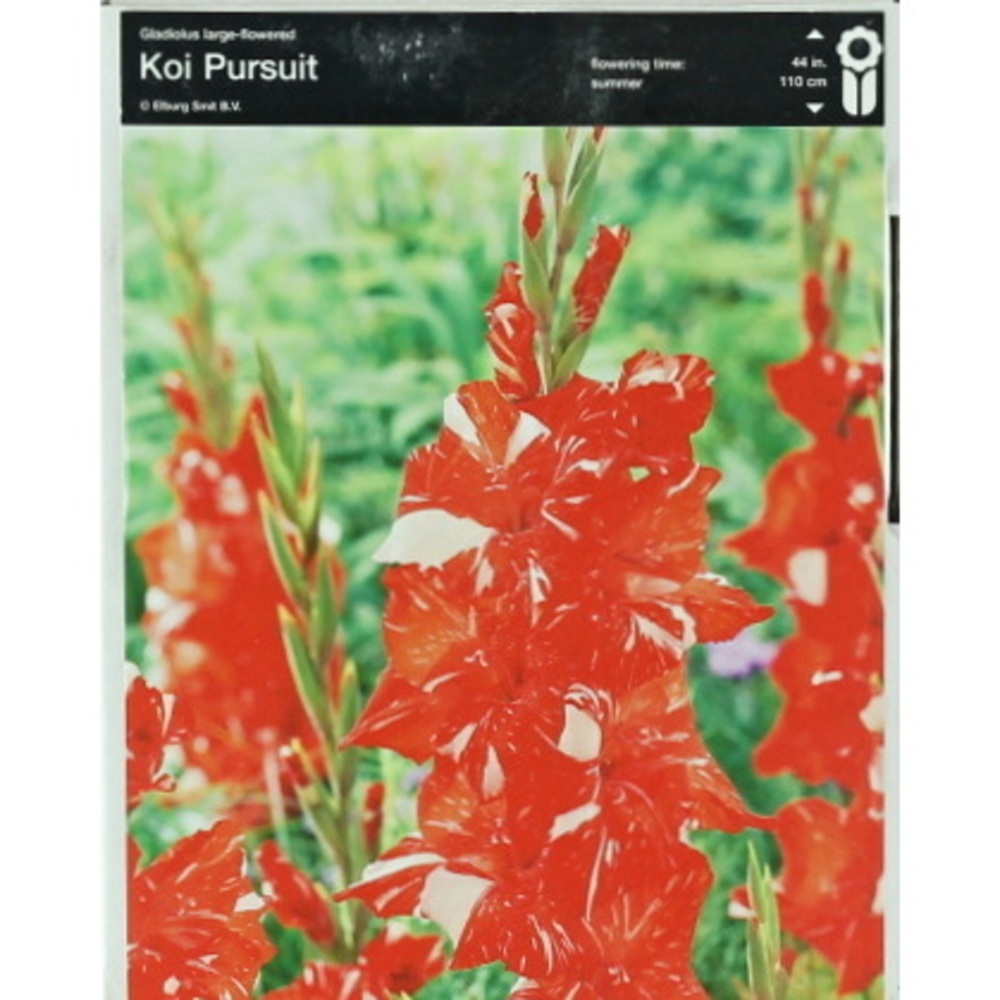 Mečíky - Mečík 'Koi Pursuit' 5ks