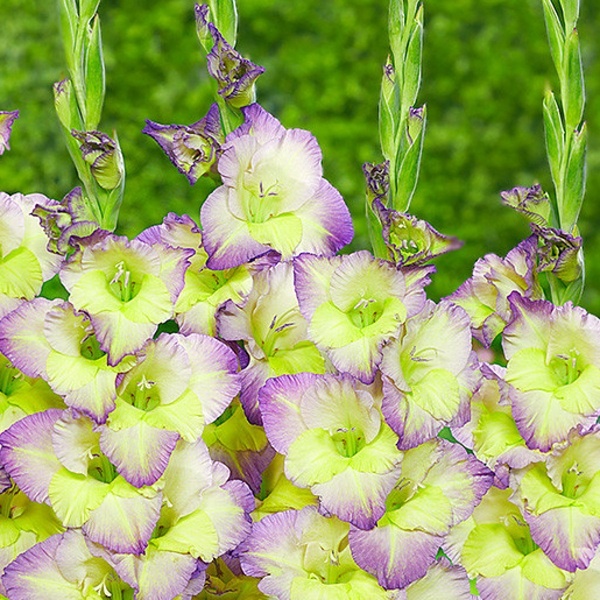 Mečíky - Mečík Moonlight Shadow 5ks