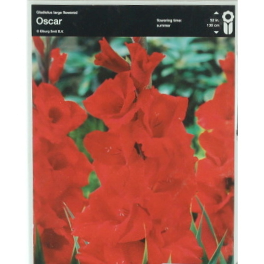 Mečíky - Mečík Oscar 5ks