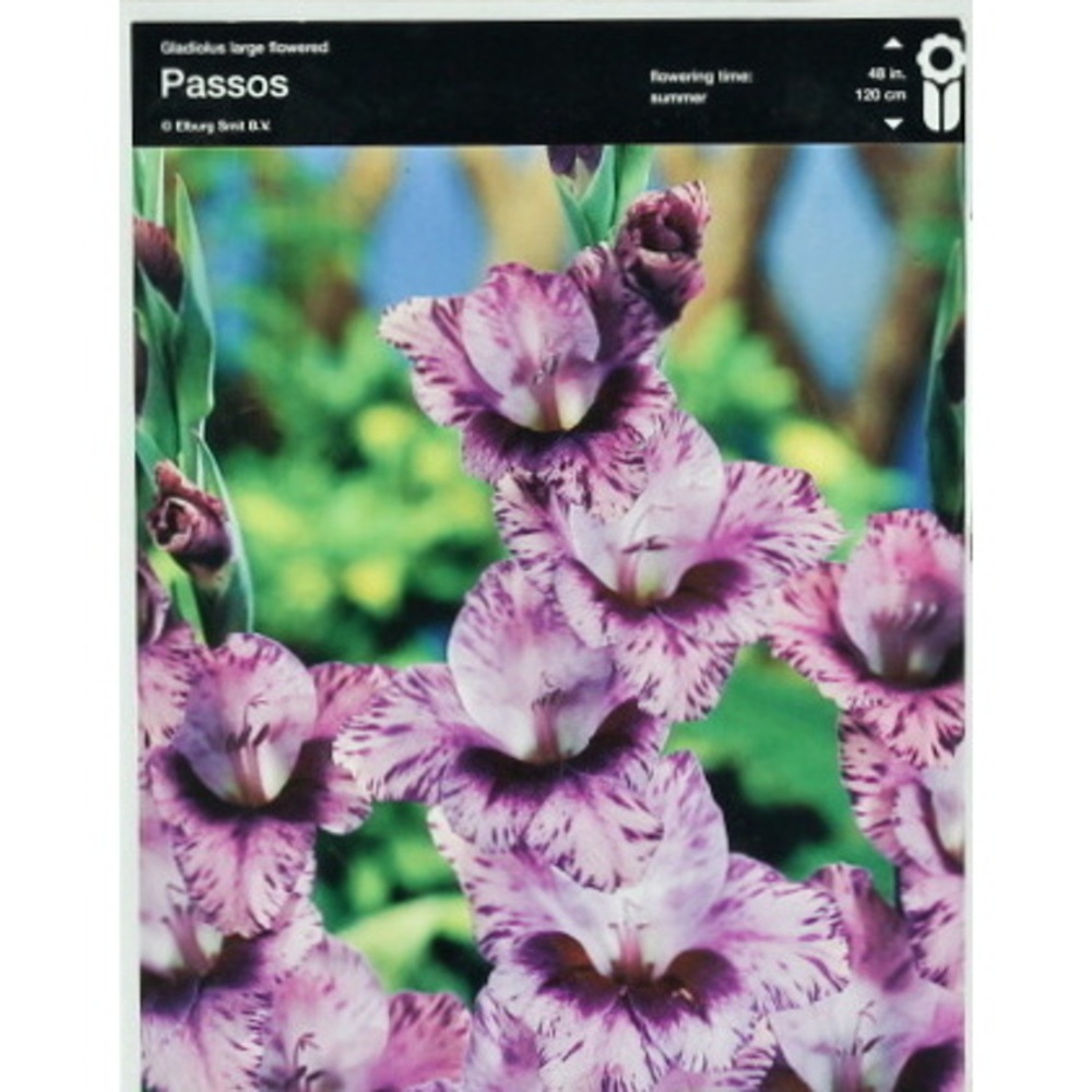 Mečíky - Mečík 'Passos' 5ks