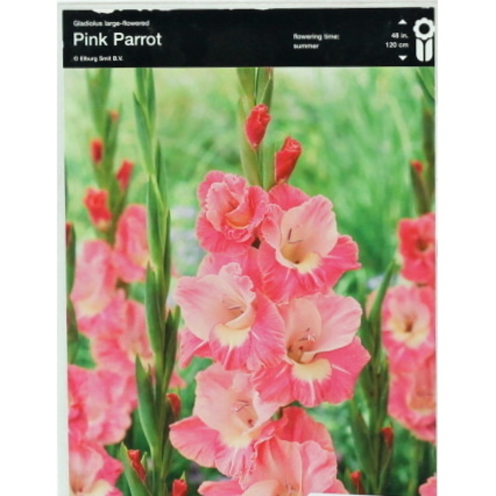 Mečíky - Mečík 'Pink Parrot' 5ks