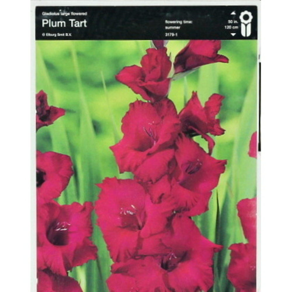 Mečíky - Mečík 'Plum Tart' 5ks