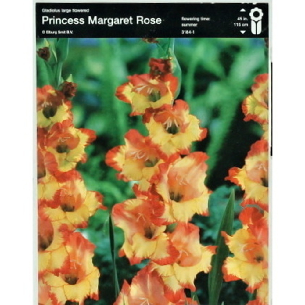 Mečíky - Mečík Princess Margaret Rose 5ks