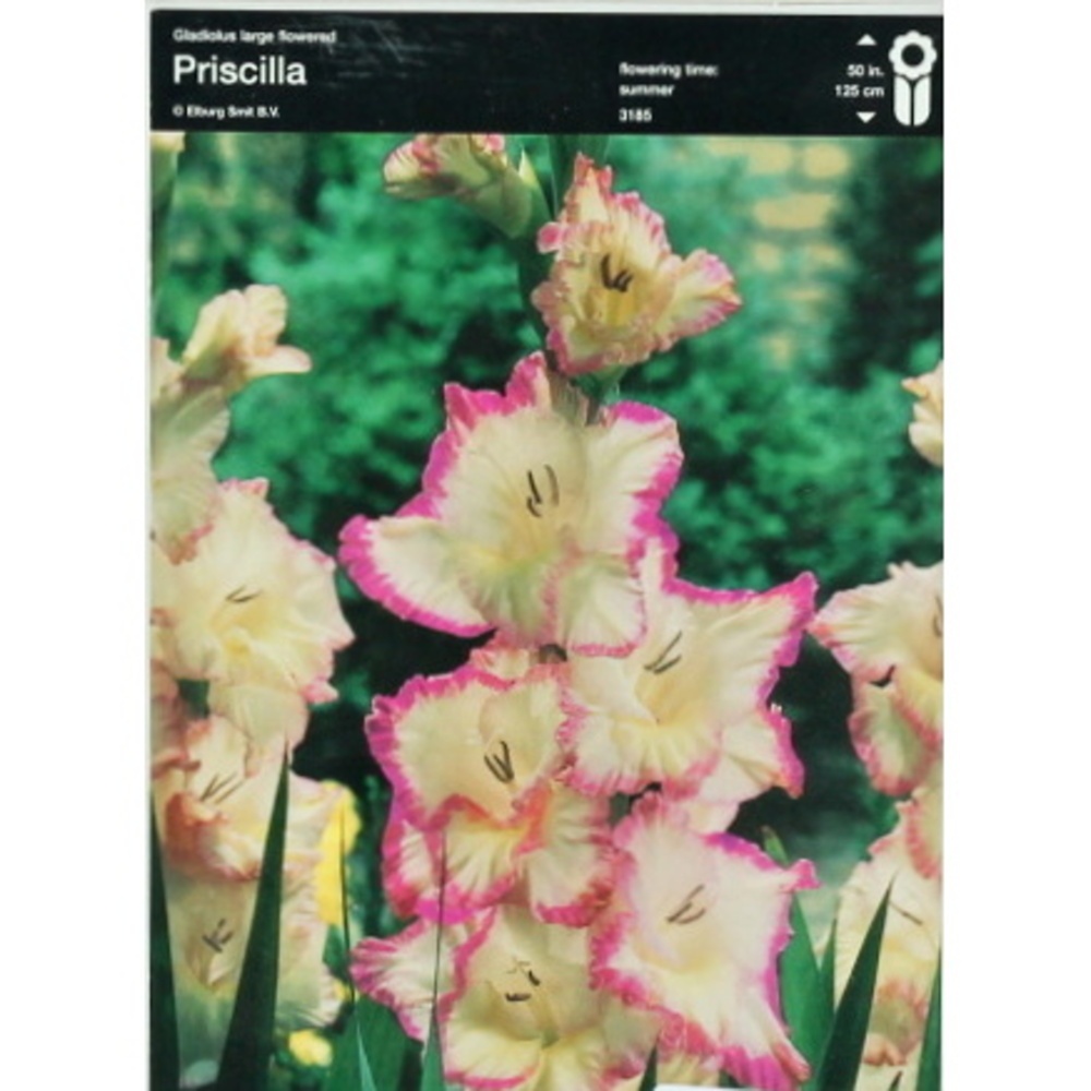 Mečíky - Mečík Priscilla 5ks