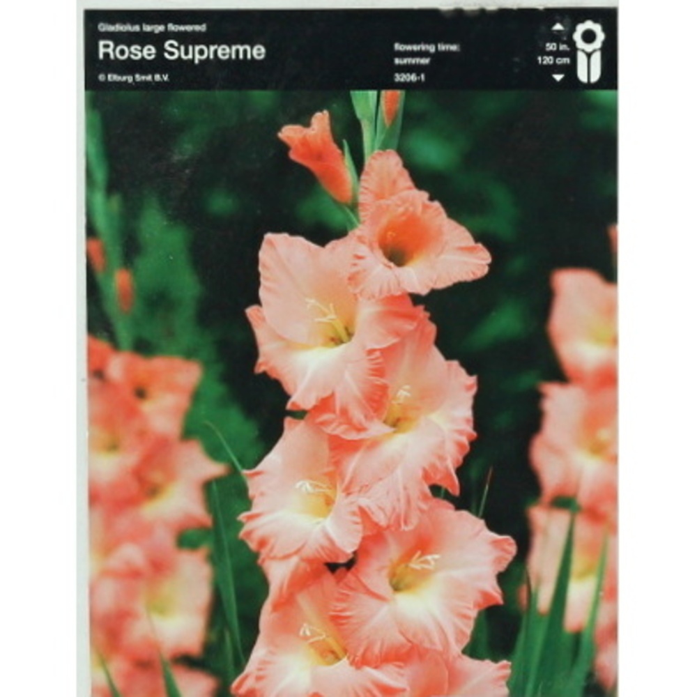 Mečíky - Mečík 'Rose Supreme' 5ks