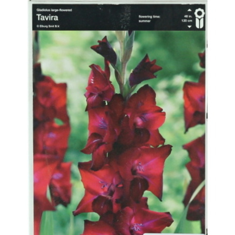 Mečíky - Mečík 'Tavira' 5ks