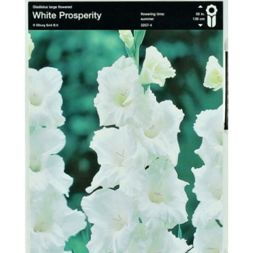 Mečíky - Mečík 'White Prosperity' 5ks