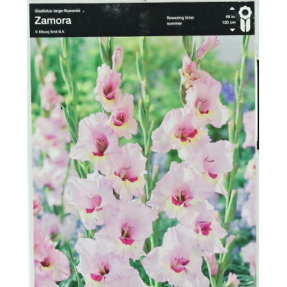 Mečíky - Mečík 'Zamora' 5ks