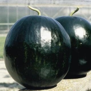 Rostliny - Meloun 'Fabiola' roubovaný 12cm