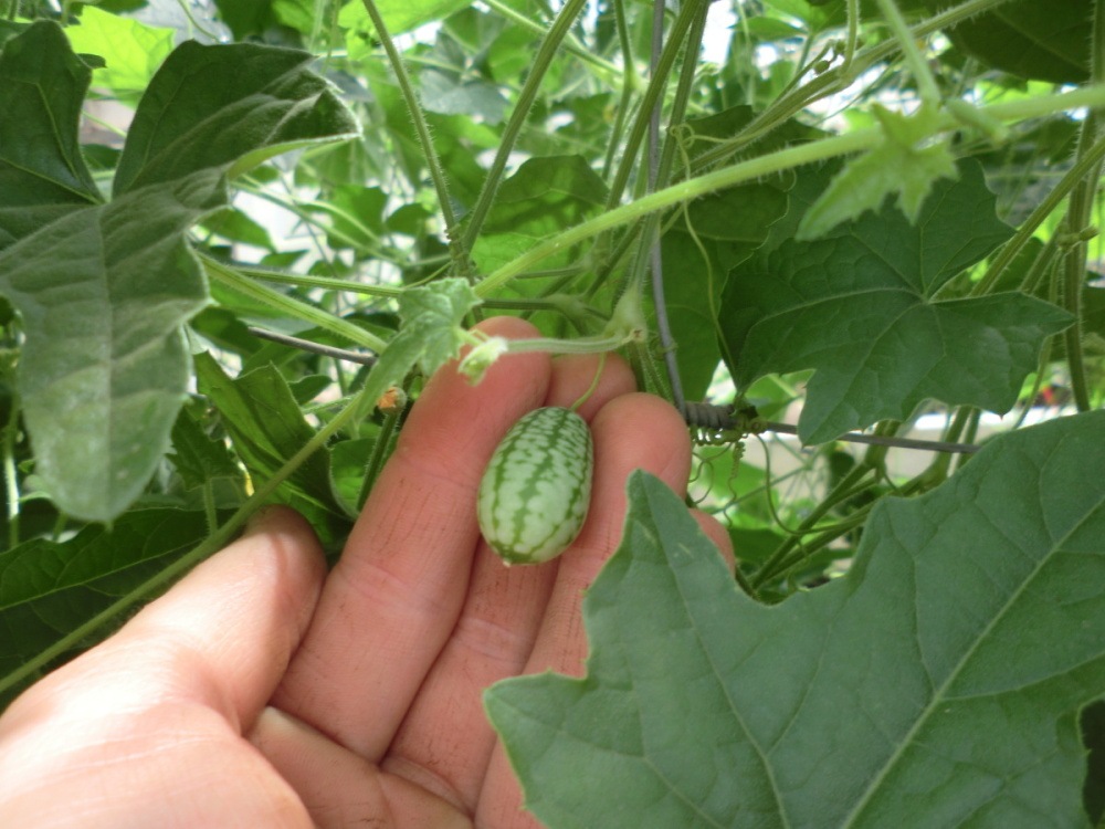 Mexická mini okurka BIO květináč 12cm-0